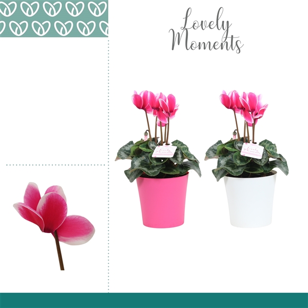 Горшечные цветы и растения оптом Cyclamen Lovely Moments In Linge Pot от 5шт из Голландии с доставкой по России