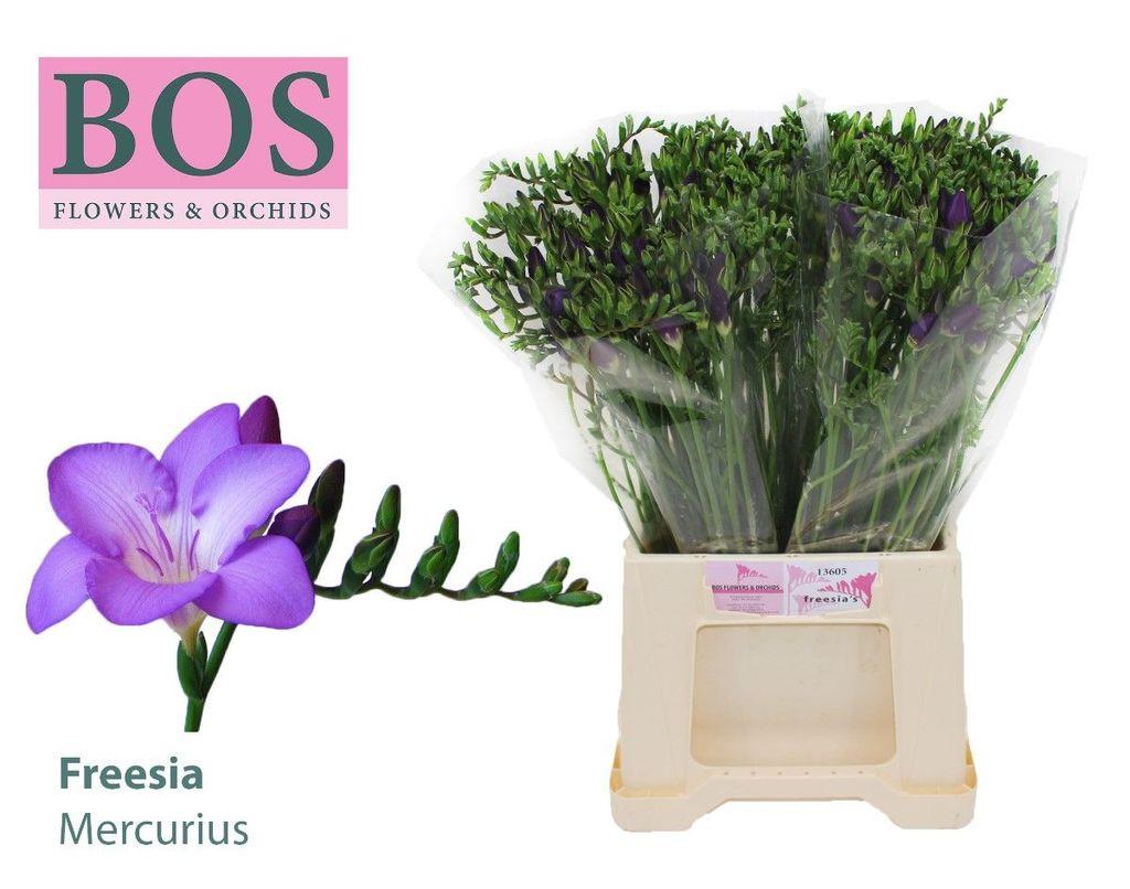 Срезанные цветы оптом Freesia si mercurius от 100шт из Голландии с доставкой по России