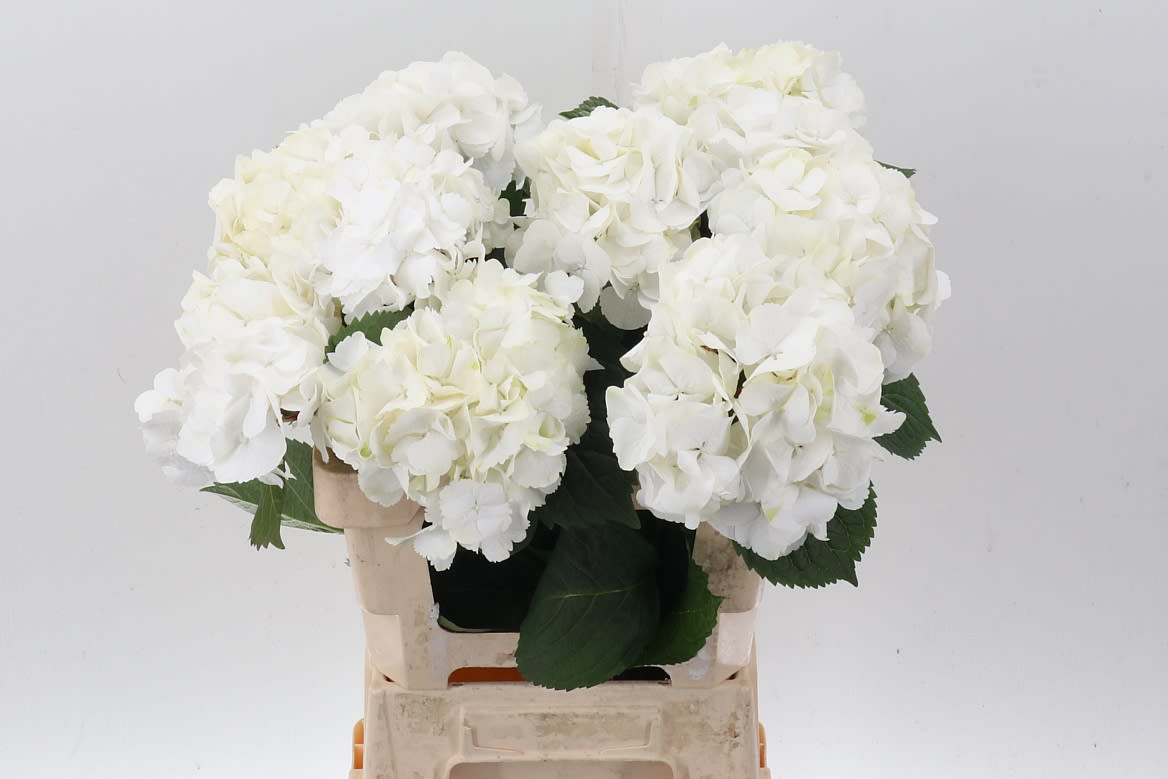 Срезанные цветы оптом Hydrangea my beautiful akito от 10шт. из Голландии с доставкой по России