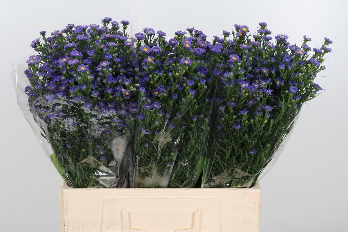 Срезанные цветы оптом Aster teeny tiny blue от 125шт из Голландии с доставкой по России Срезанные цветы оптом Aster teeny tiny blue от 125шт из Голландии с доставкой по России