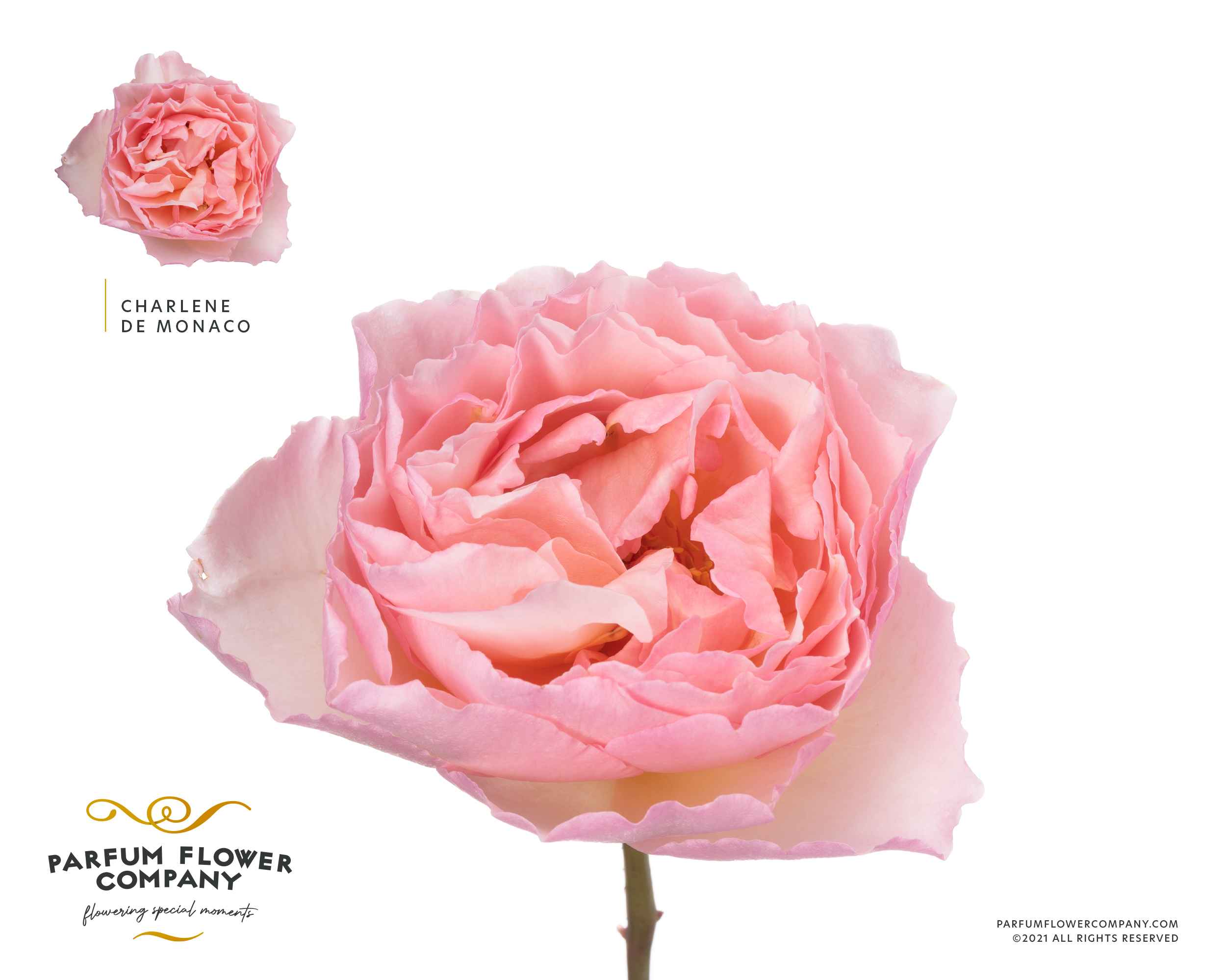 Срезанные цветы оптом Rosa la garden charlene de monaco от 24шт из Голландии с доставкой по России