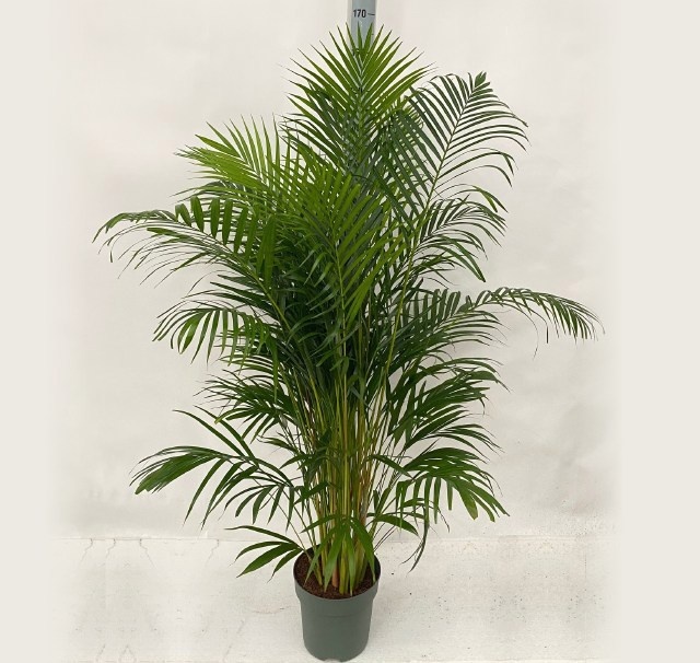 Горшечные цветы и растения оптом Dypsis Lutescens от 1шт из Голландии с доставкой по России