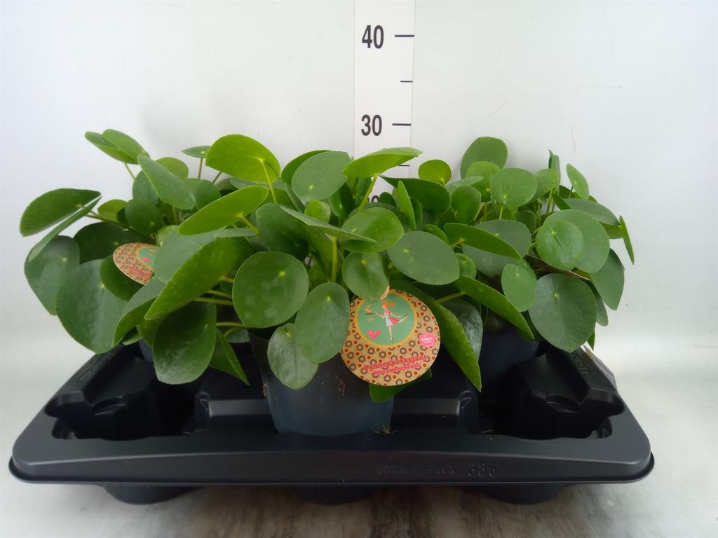 Горшечные цветы и растения оптом Pilea Peperomioides от 3шт из Голландии с доставкой по России