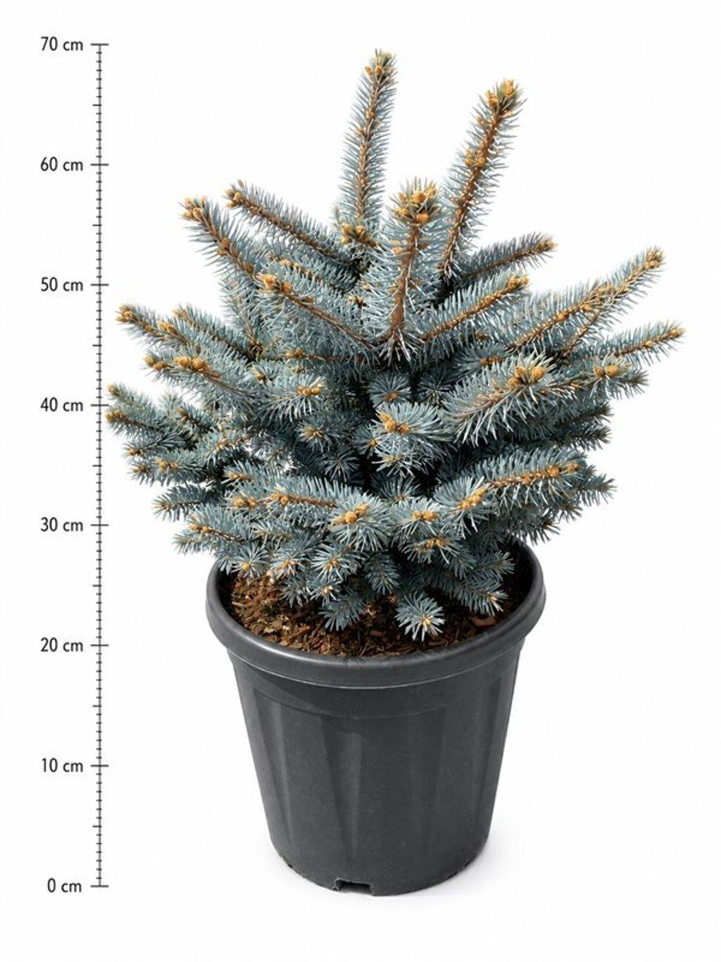 Горшечные цветы и растения оптом Picea Pung Glauca Globosa от 1шт из Голландии с доставкой по России