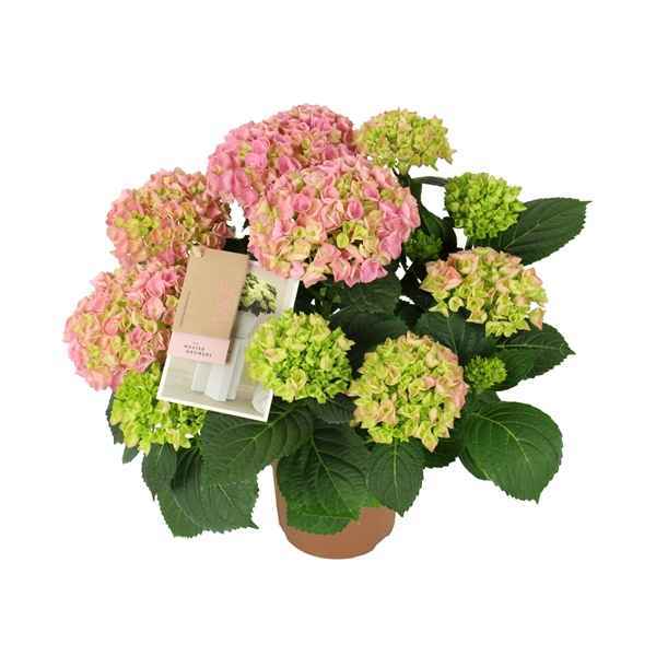Горшечные цветы и растения оптом Hydrangea Ma River Pink 5+ от 6шт из Голландии с доставкой по России