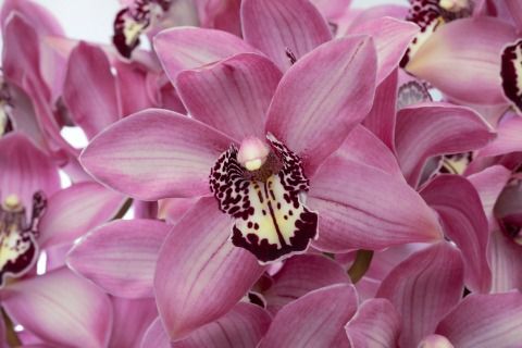 Срезанные цветы оптом Cymbidium pink kensi от 9шт из Голландии с доставкой по России