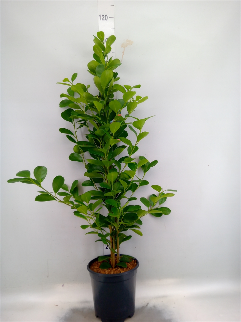 Горшечные цветы и растения оптом Ficus Moclame от 1шт из Голландии с доставкой по России