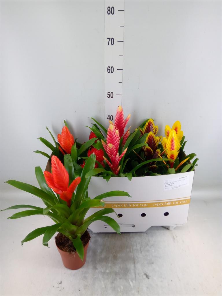 Горшечные цветы и растения оптом Vriesea   ...mix 8 от 10шт из Голландии с доставкой по России