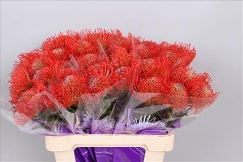 Срезанные цветы оптом Nutans succession от 30шт из Голландии с доставкой по России