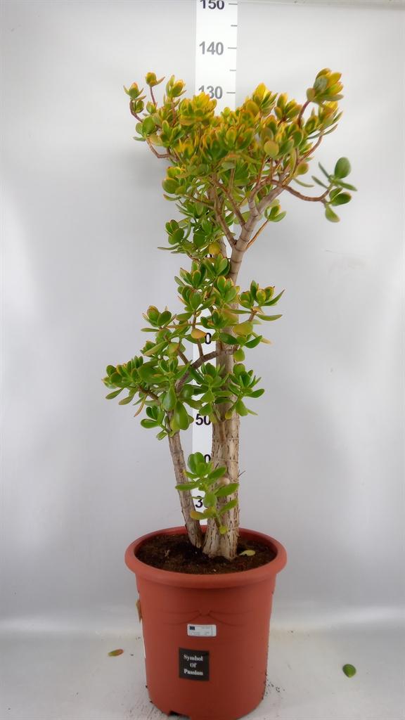 Горшечные цветы и растения оптом Crassula Ovata sunset от 1шт из Голландии с доставкой по России