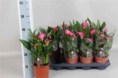 Горшечные цветы и растения оптом Zant Zazu 3-4+++ от 8шт из Голландии с доставкой по России