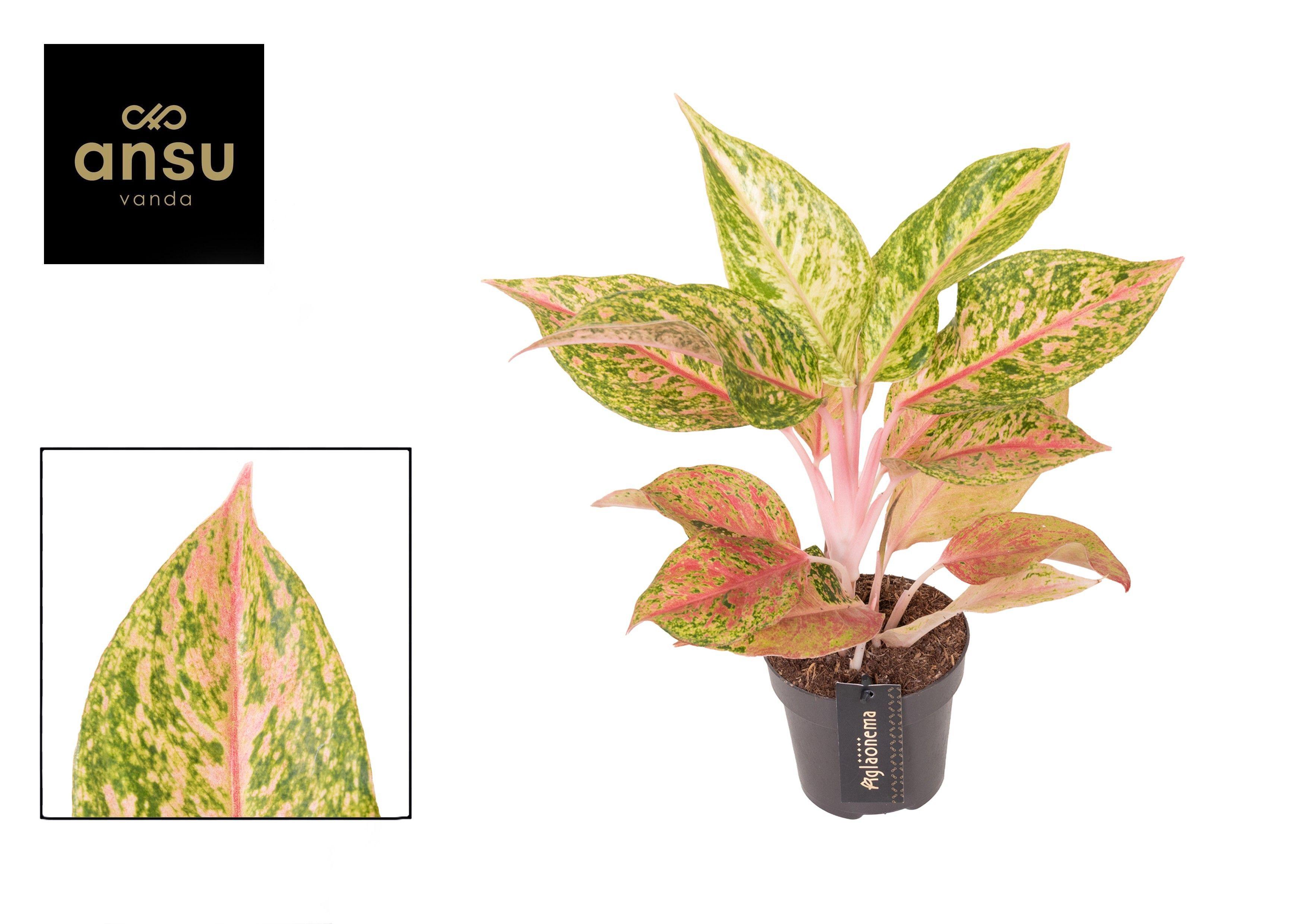 Горшечные цветы и растения оптом Aglaonema Pomegranate Tea от 6шт из Голландии с доставкой по России