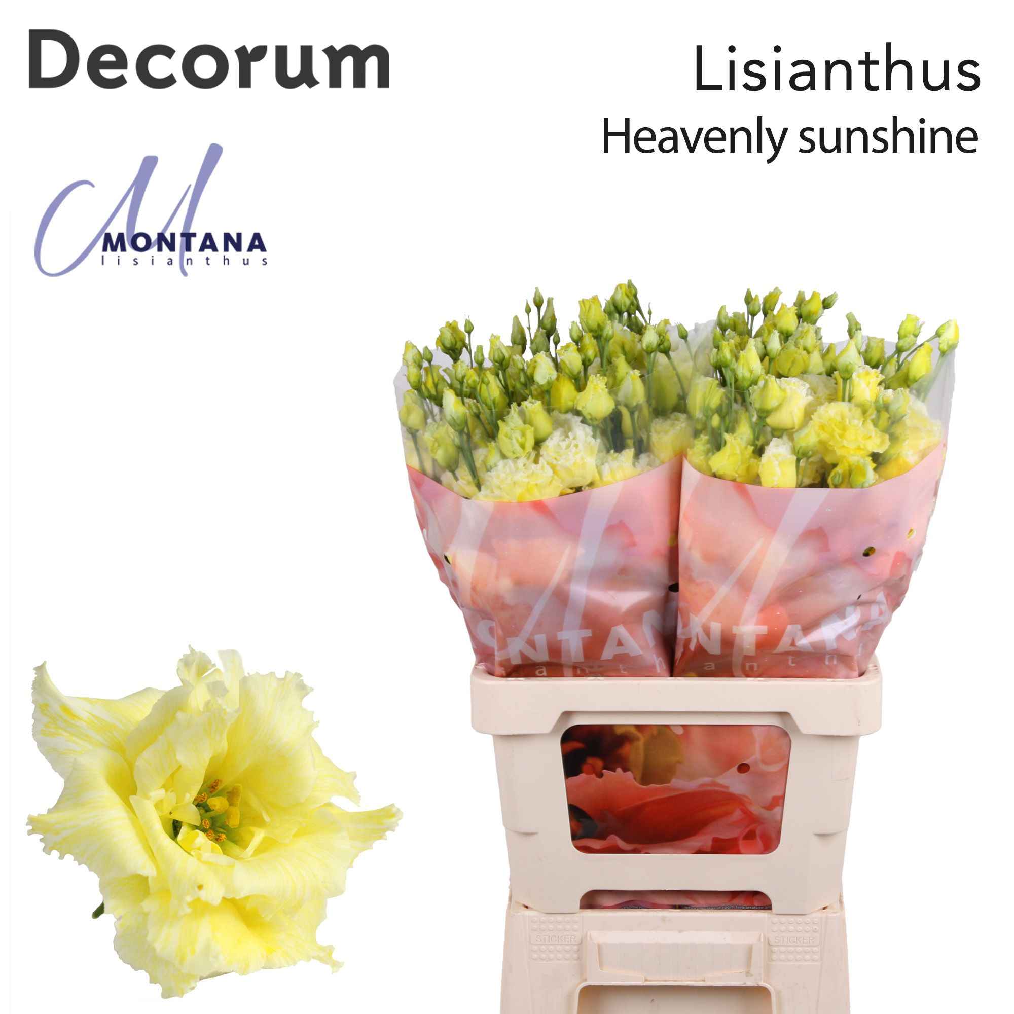 Срезанные цветы оптом Lisianthus do paint heavenly sunshine от 20шт из Голландии с доставкой по России