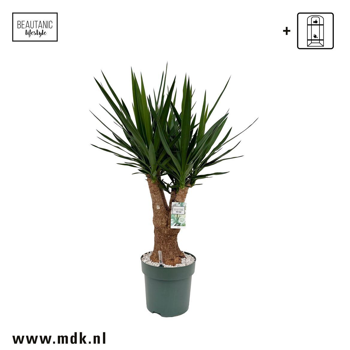 Горшечные цветы и растения оптом Yucca Branched от 1шт из Голландии с доставкой по России