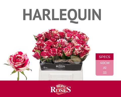 Срезанные цветы оптом Rosa large harlequin от 40шт из Голландии с доставкой по России