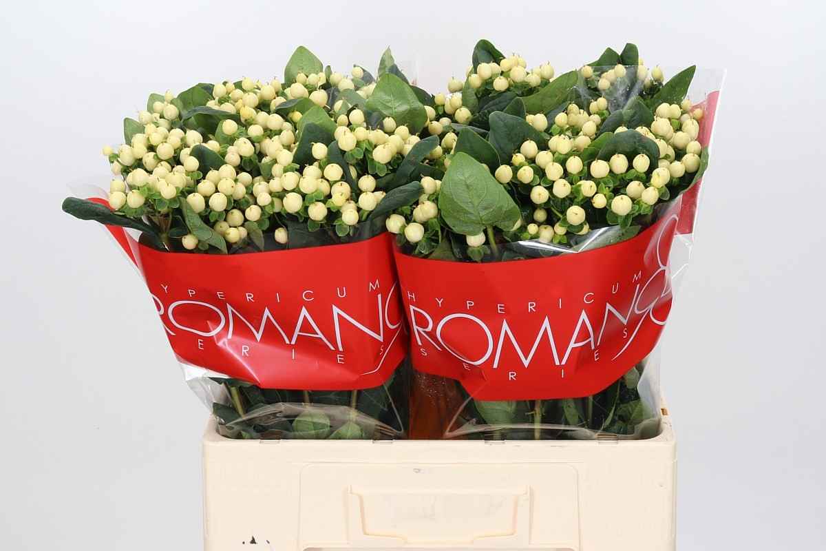 Срезанные цветы оптом Hypericum cool romance от 100шт из Голландии с доставкой по России