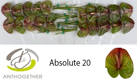 Срезанные цветы оптом Anthurium absolute 322 от 20шт из Голландии с доставкой по России