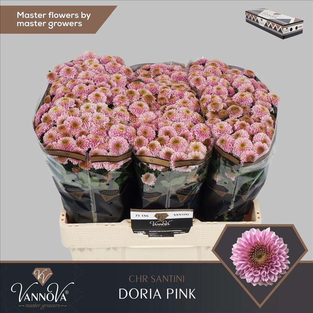 Срезанные цветы оптом Chrys sa doria pink от 150шт из Голландии с доставкой по России
