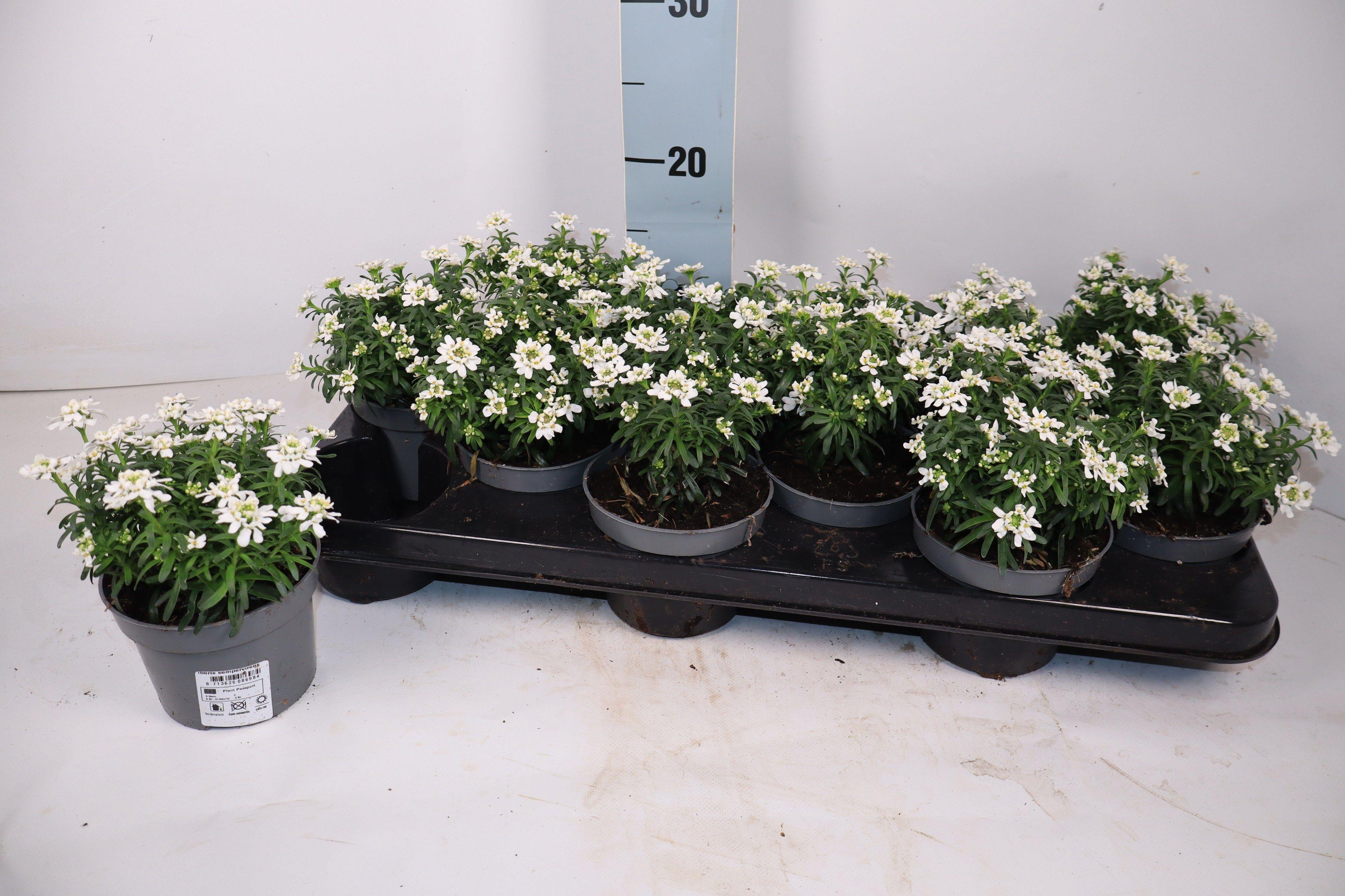 Горшечные цветы и растения оптом Iber Sempervirens от 12шт из Голландии с доставкой по России