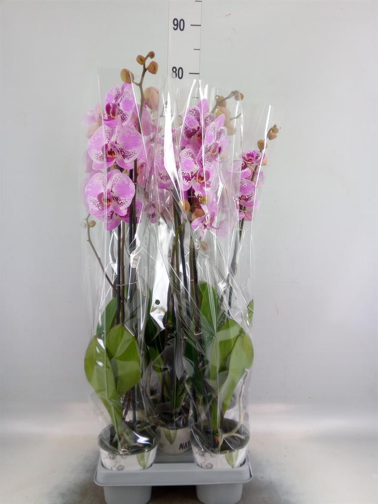 Горшечные цветы и растения оптом Phalaenopsis   ...mix от 5шт из Голландии с доставкой по России