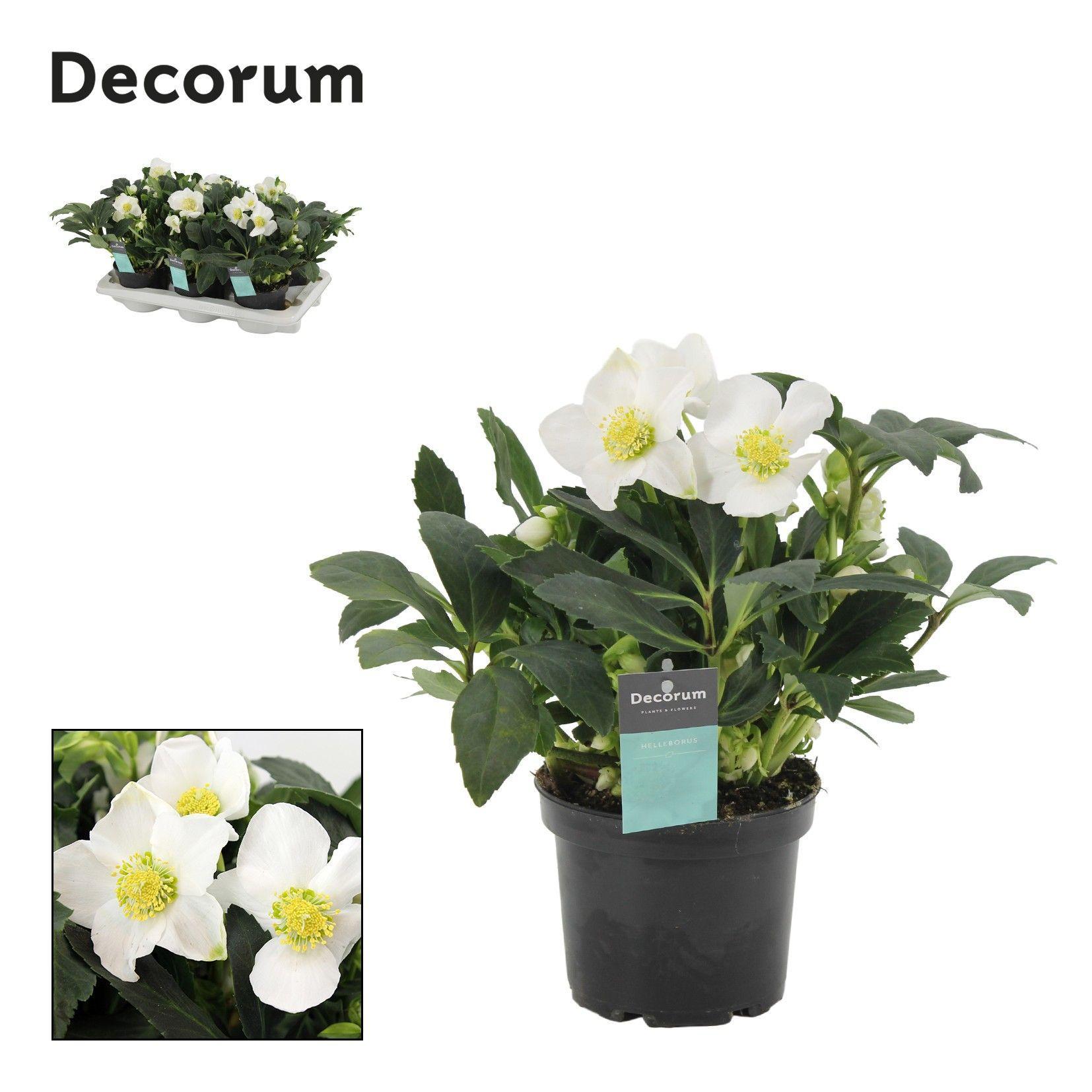 Горшечные цветы и растения оптом Helleborus Viv Alexander от 6шт из Голландии с доставкой по России