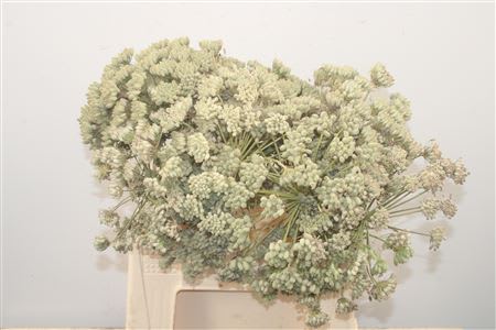 Срезанные цветы оптом Foeniculum vulgare от 15шт из Голландии с доставкой по России