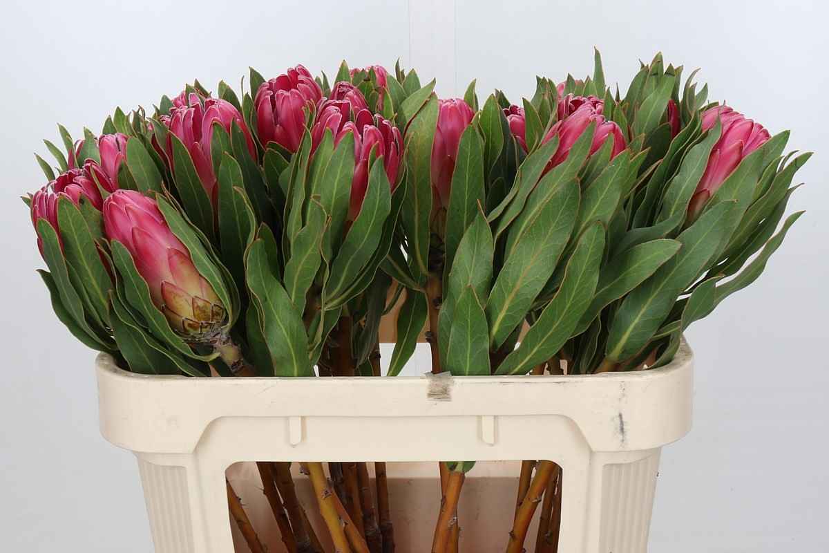 Срезанные цветы оптом Protea brenda от 20шт из Голландии с доставкой по России
