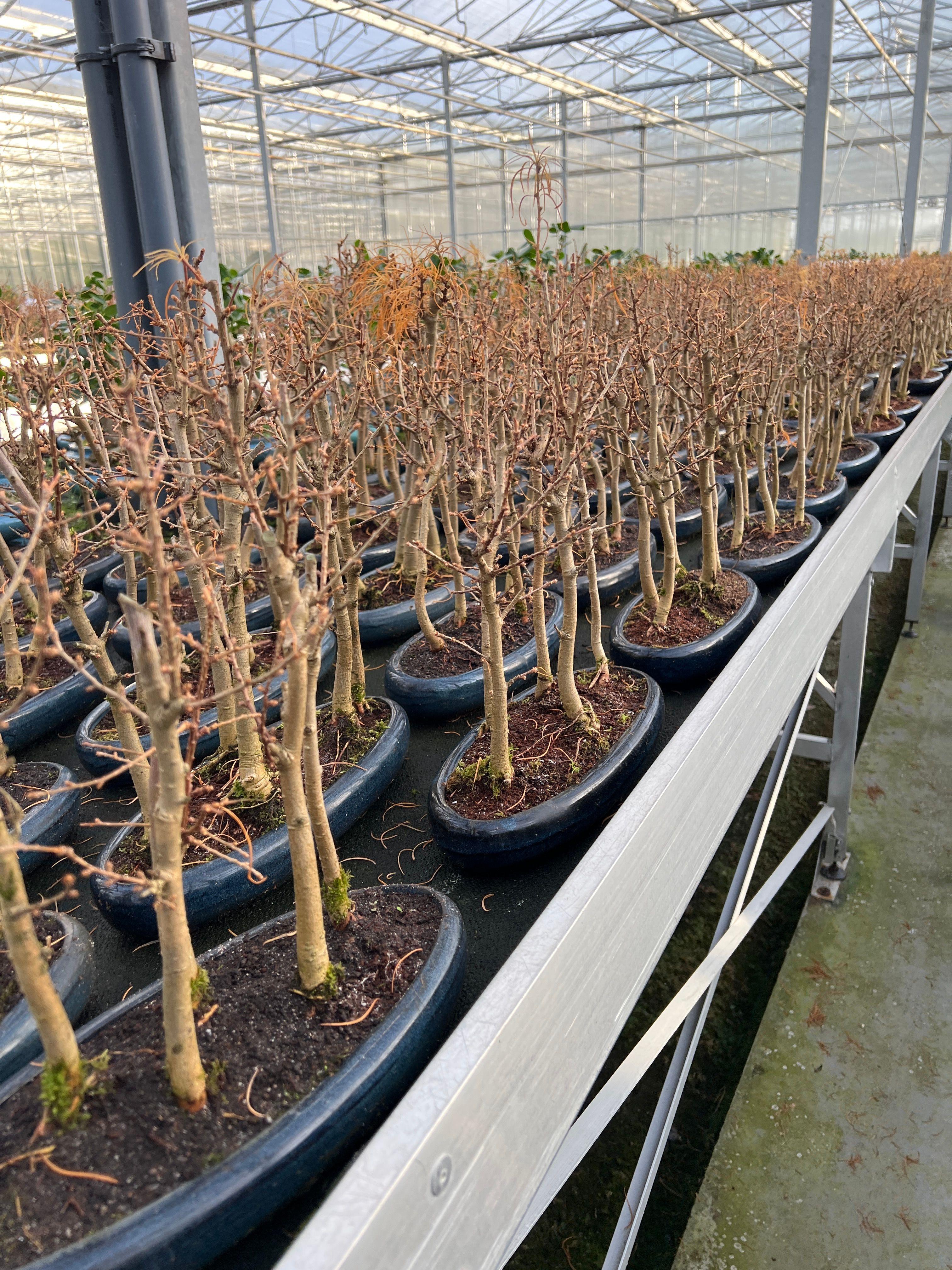 Горшечные цветы и растения оптом Metasequoia Glyptostroboides, 35cm, Group, 4 Stem от 2шт из Голландии с доставкой по России
