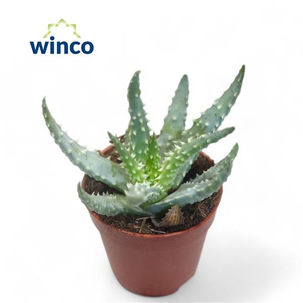 Горшечные цветы и растения оптом Aloe Humilis от 20шт (для телеги) из Голландии с доставкой по России