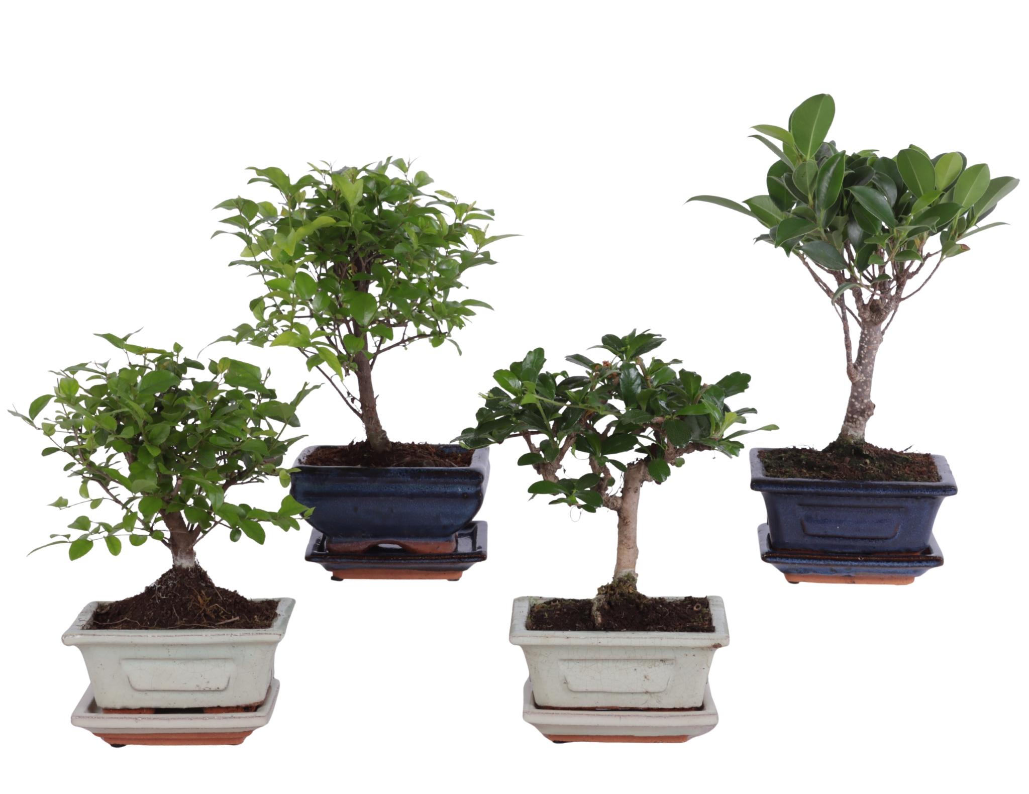 Горшечные цветы и растения оптом Bonsai Mix In Ceramic With Saucer от 13шт из Голландии с доставкой по России Горшечные цветы и растения оптом Bonsai Mix In Ceramic With Saucer от 13шт из Голландии с доставкой по России