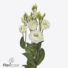 Срезанные цветы оптом Lisianthus do rosita white от 20шт. из Голландии с доставкой по России