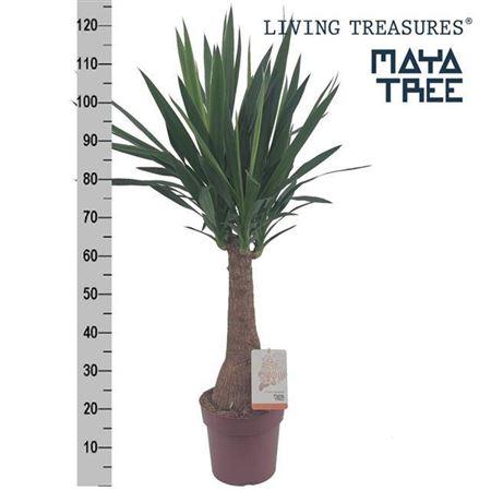 Горшечные цветы и растения оптом Yucca Maya Tree от 1шт из Голландии с доставкой по России