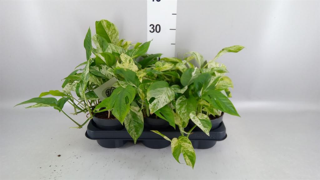 Горшечные цветы и растения оптом Epipremnum Pinn. marble Variegata от 6шт из Голландии с доставкой по России