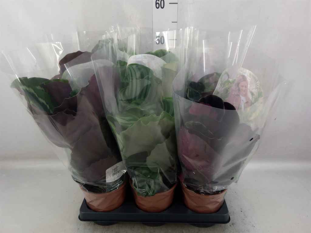 Горшечные цветы и растения оптом Calathea Roseopicta   ...mix от 6шт из Голландии с доставкой по России
