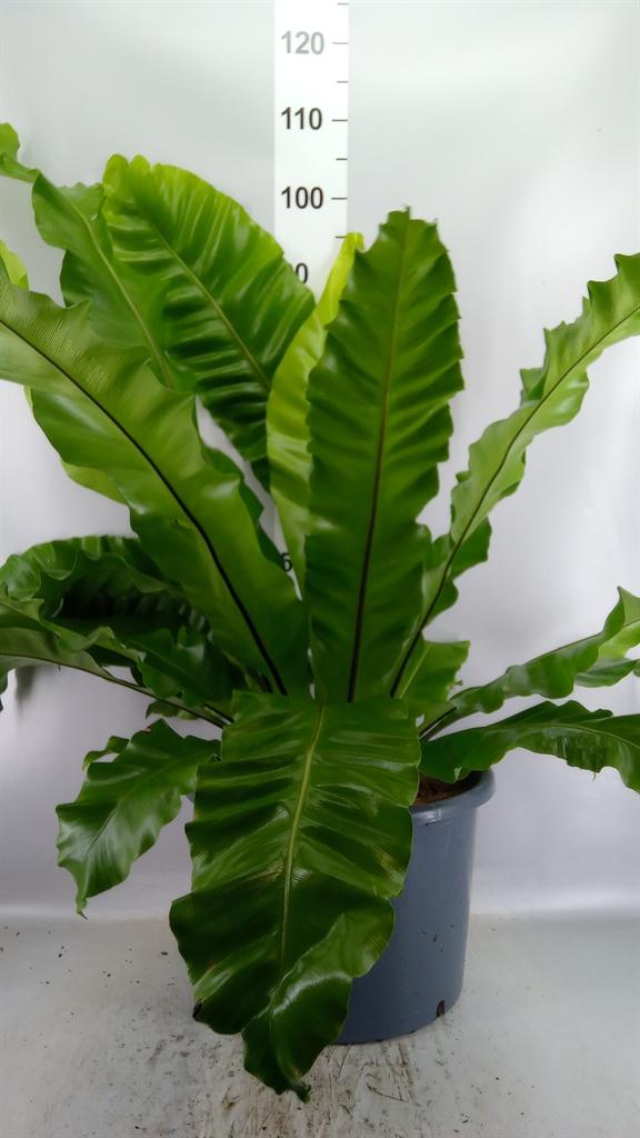 Горшечные цветы и растения оптом Asplenium Nidus от 1шт из Голландии с доставкой по России