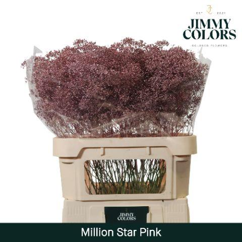 Срезанные цветы оптом Gyps fine paint pink gold от 25шт из Голландии с доставкой по России