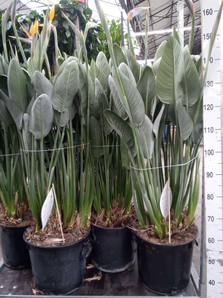 Горшечные цветы и растения оптом Strelitzia Reg. от 1шт из Голландии с доставкой по России