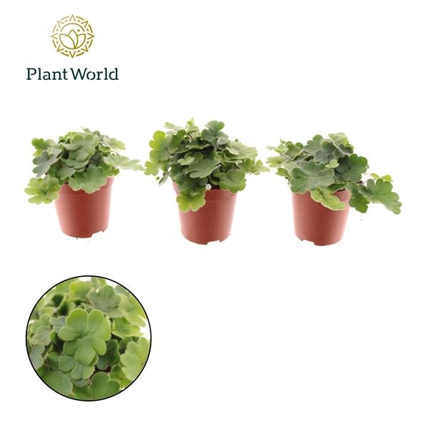 Горшечные цветы и растения оптом Dryopteris Cordata (decorum) от 20шт (для телеги) из Голландии с доставкой по России