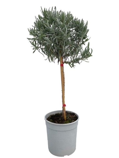 Горшечные цветы и растения оптом Lavandula Angustifolia On Stem от 1шт из Голландии с доставкой по России