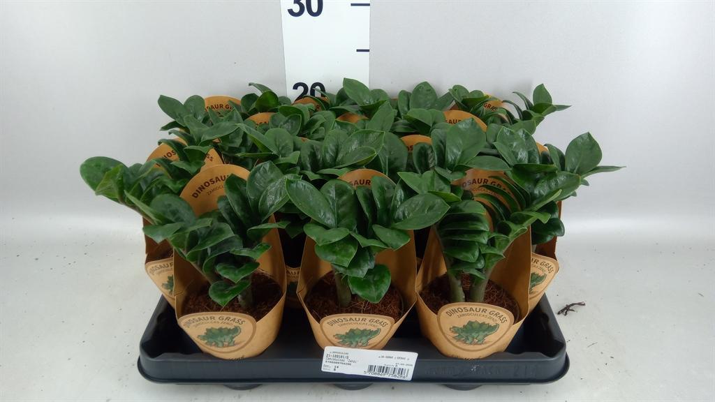 Горшечные цветы и растения оптом Zamioculcas Zamiifolia от 14шт (для телеги) из Голландии с доставкой по России