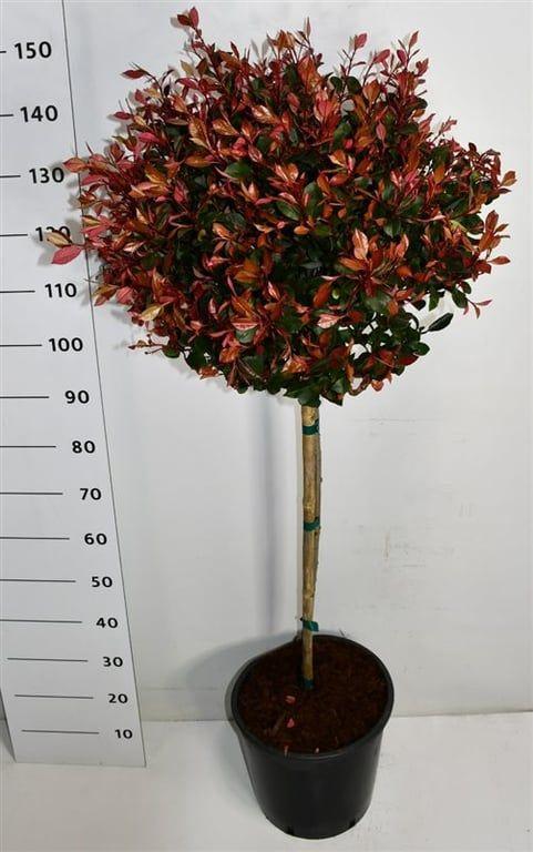 Горшечные цветы и растения оптом Photinia Fras Little Red Robin On Stem от 1шт из Голландии с доставкой по России