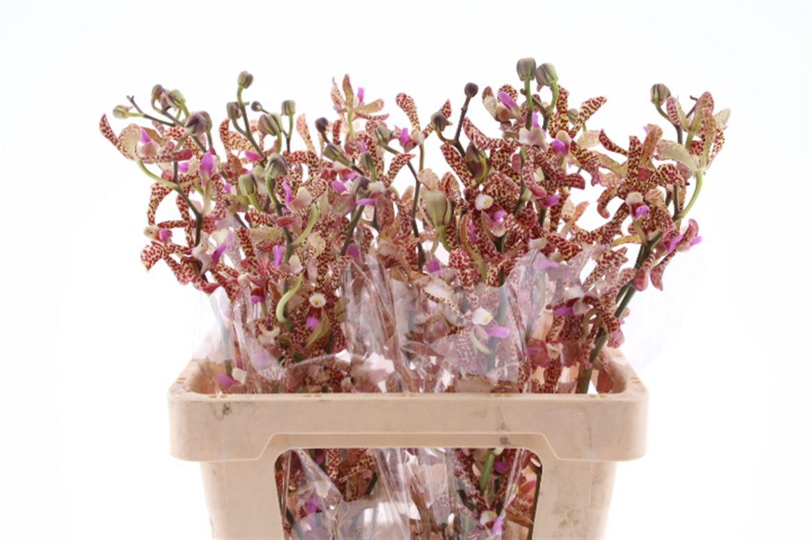 Срезанные цветы оптом Dendrobium mokara pata brown от 5шт из Голландии с доставкой по России