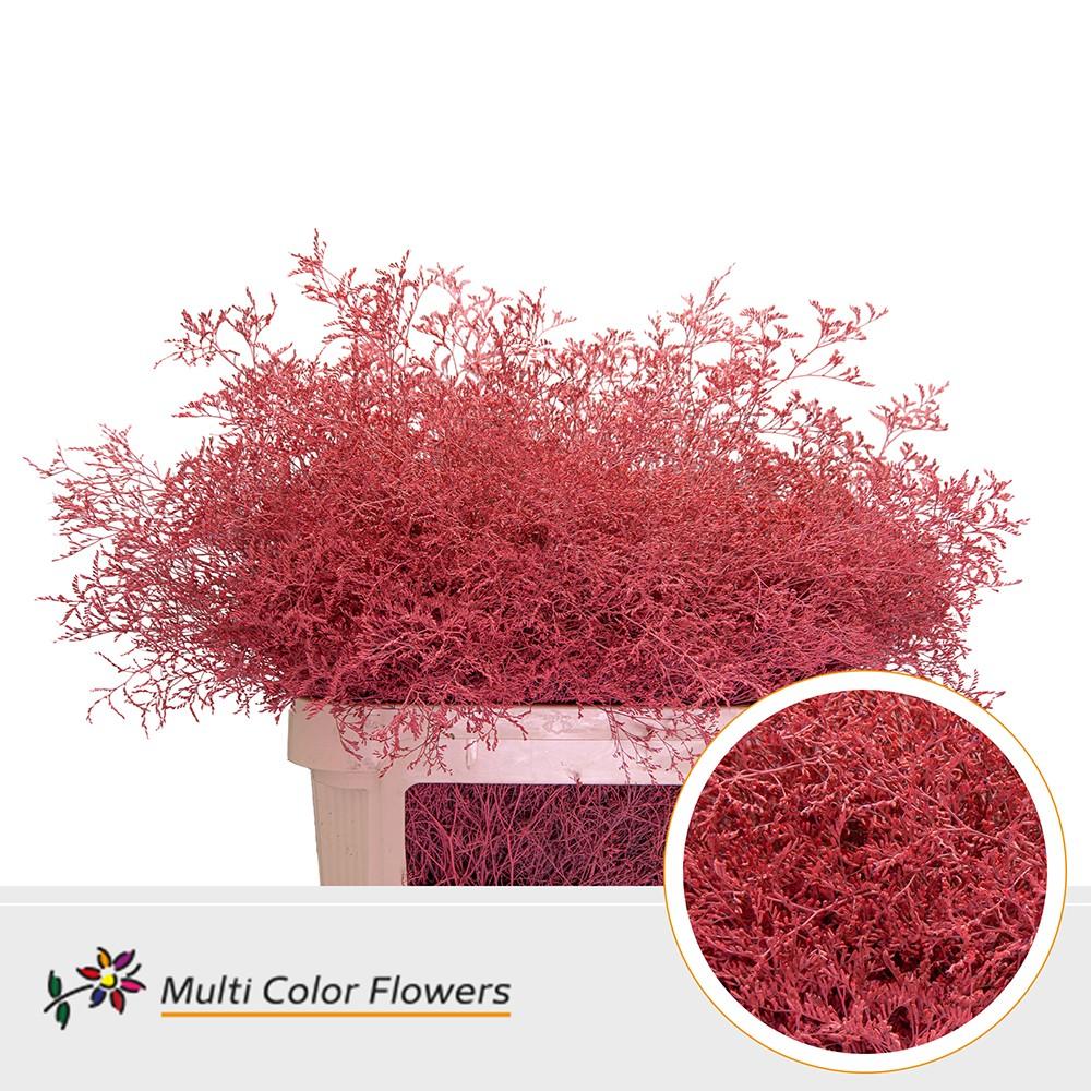 Срезанные цветы оптом Limonium beltlaard paint coral от 25шт из Голландии с доставкой по России