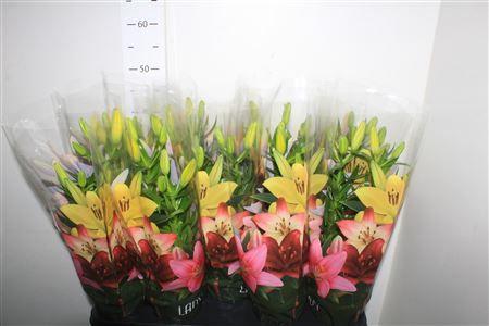 Горшечные цветы и растения оптом Lil As Tiny Bee 2pp от 9шт из Голландии с доставкой по России