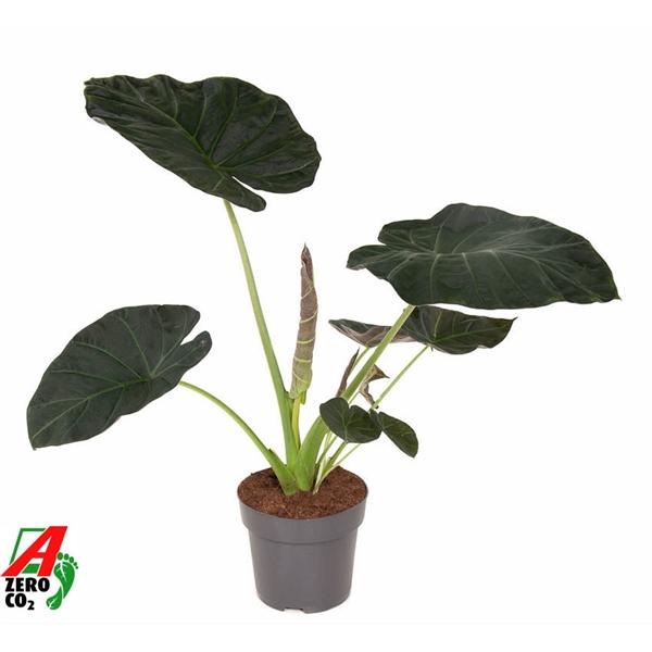 Горшечные цветы и растения оптом Alocasia Regal Shields от 1шт (для телеги) из Голландии с доставкой по России