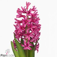 Срезанные цветы оптом Hyacinthus johanna от 50шт из Голландии с доставкой по России