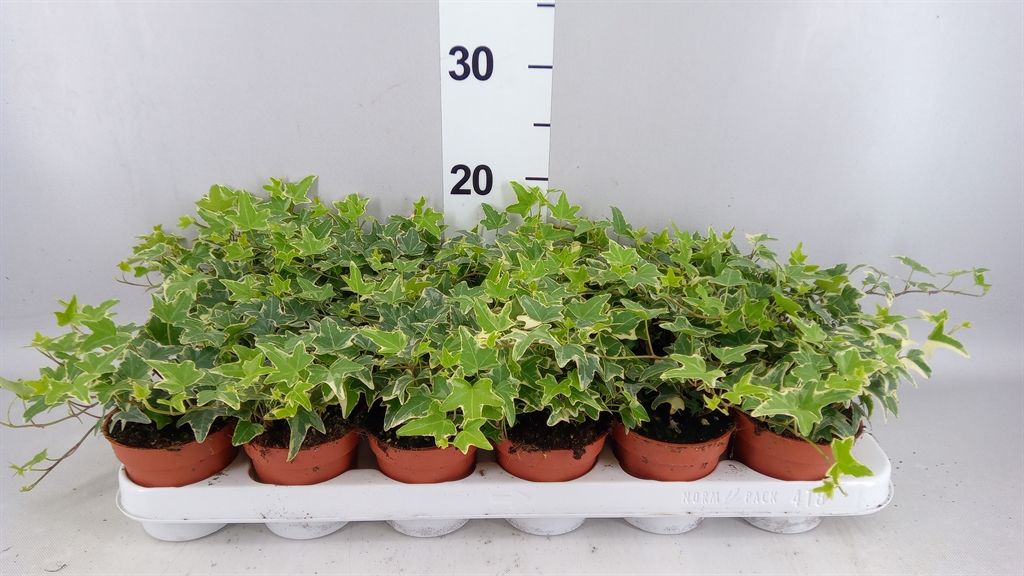 Горшечные цветы и растения оптом Hedera ...variegated от 18шт (для телеги) из Голландии с доставкой по России