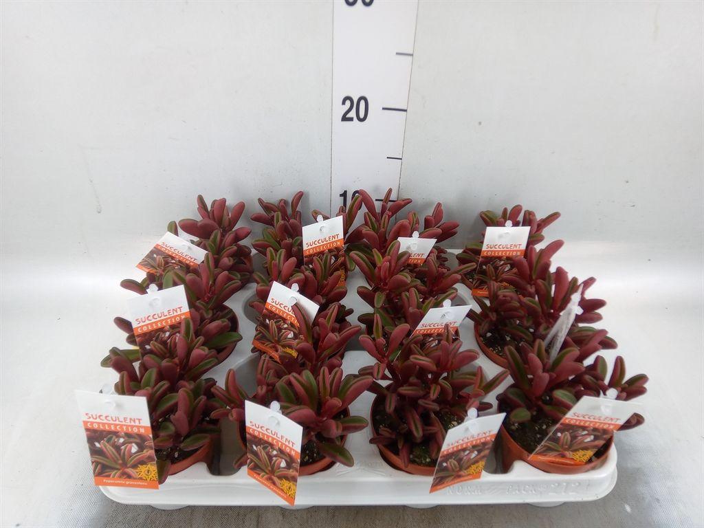 Горшечные цветы и растения оптом Peperomia Graveolens от 12шт (для телеги) из Голландии с доставкой по России