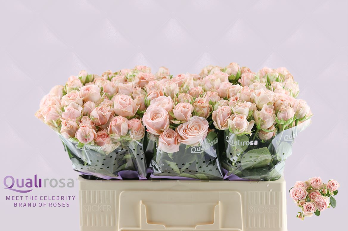 Срезанные цветы оптом Rosa spray bombastic от 50шт из Голландии с доставкой по России