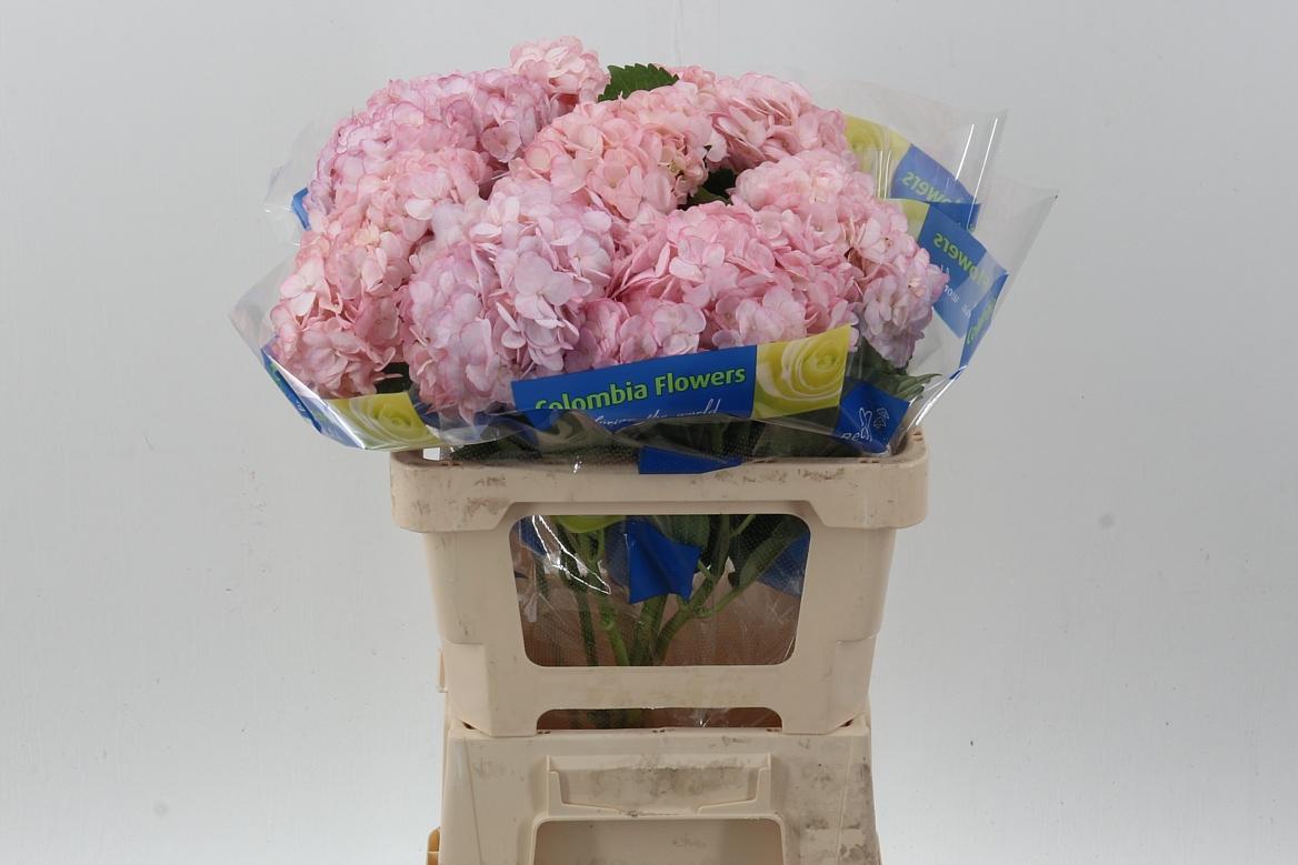 Срезанные цветы оптом Hydrangea pink light от 10шт. из Голландии с доставкой по России